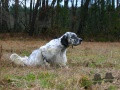 Setter Anglais VILNO DU CHAMP BOCQUILLON Setter Anglais VILNO DU CHAMP BOCQUILLON